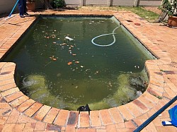 we are specialist of green pool treatment.don't worry this season get reliable local company to look after your pool.green treatment take 2-3 days and we include 1 extra service after treatments.